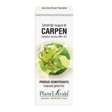 Extrait de bourgeon de lièvre, 50 ml, Plant Extrakt