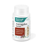 Astragalus Extract, 30 capsules, Rotta Natura