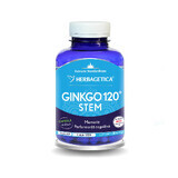 Ginkgo 120+ Stem, 120 capsule, Herbagetica