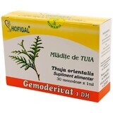 Mlădițe de Tuia, Gemoderivat ,30 monodoze, Hofigal