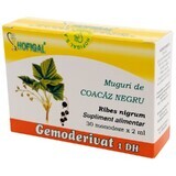 Bourgeons de cassis Gemoderivat, 30 unidoses, Hofigal 