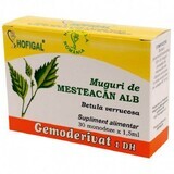 Germogli Gemmoderivat White Birch, 30 dosi, Hofigal