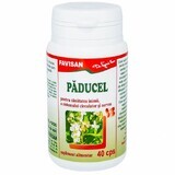 Păducel, 40 capsule, Favisan