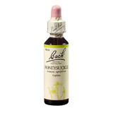 Honeysuckle Original Bach Kamperfoelie bloesemremedie, 20 ml, Rescue Remedy