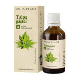 Teinture de Talpa Gastei, 50 ml, Plante de Dacia