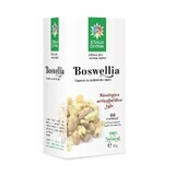 Boswellia, 60 capsule, Steaua Divină