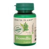 Boswellia, 60 compresse, Pianta Dacia