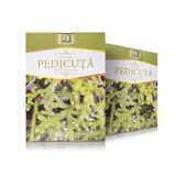 Thé Pedicuta, 50 g, Stef Mar Valcea