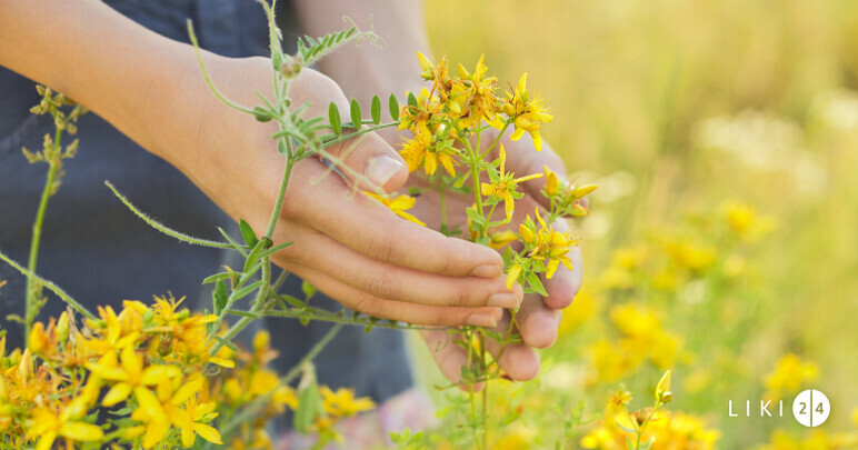 Ambrosia-allergie: symptomen, behandeling, medicijnen