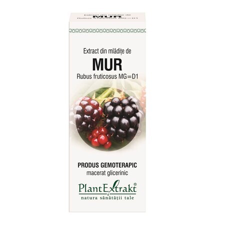 Extrait de bourgeon de mûrier, 50 ml, Plant Extrakt