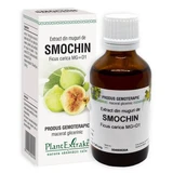 Vijgenknop extract, 50 ml, Plantenextrakt