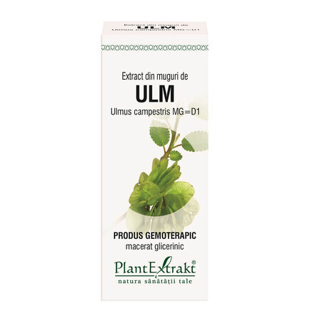 Extrait de bourgeon de Ulm, 50 ml, Plant Extrakt