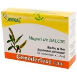 Bourgeons de saule Gemoderivat, 30 doses uniques, Hofigal