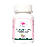 Punarnava, tonic al cailor urinare, 60 capsule, Herba Ayurvedica