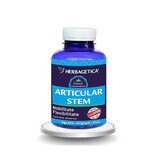 Articular Stem, 120 capsules, Herbagetica