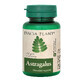 Astragalus, 60 tabletten, Dacia Plant