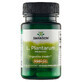 Swanson Probiotica L. Plantarum, 30 capsules