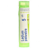 Boiron Ledum palustre 5 CH, gránulos, 4 g