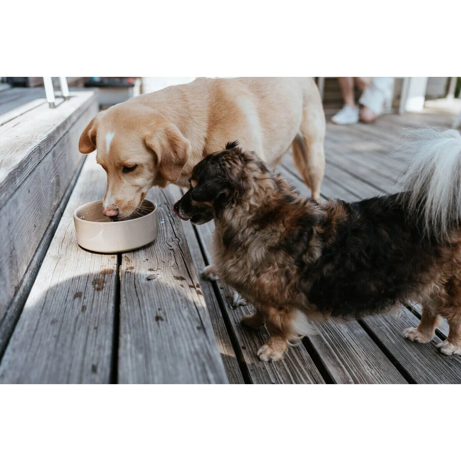 Dispozitiv de hrănire pentru câini Hunter OSBY Bej Ceramică 550 ml