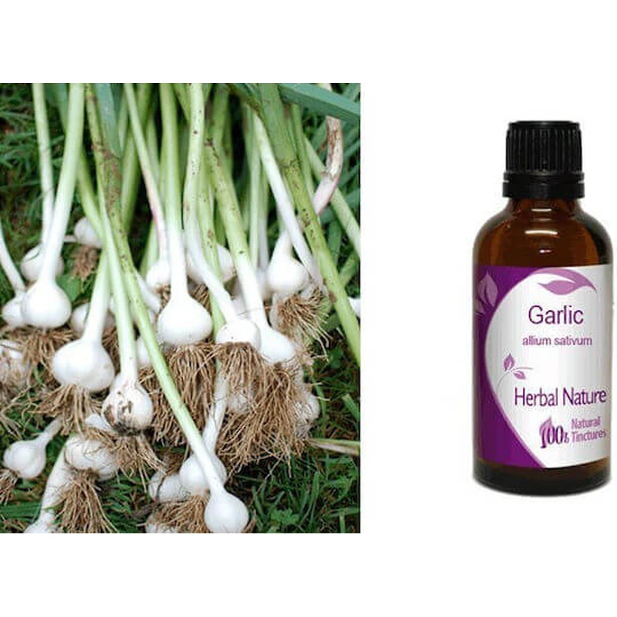 Garlic Tincture 50ml Nature & Body