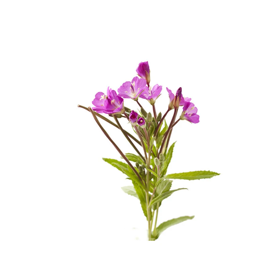 Tea with Small Flowers, 50g, Dacia Plant