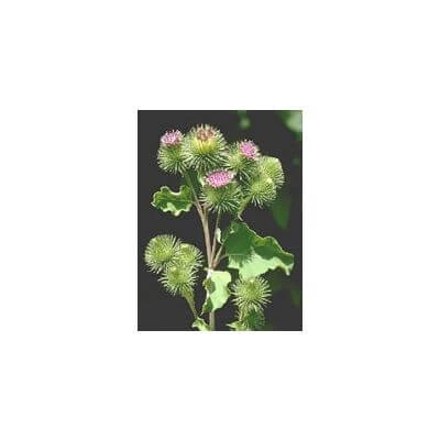 Tsa arctium lappa 50 ml