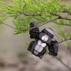 3D-Sound-Puzzle - Gorilla, Build 'n' Sound
