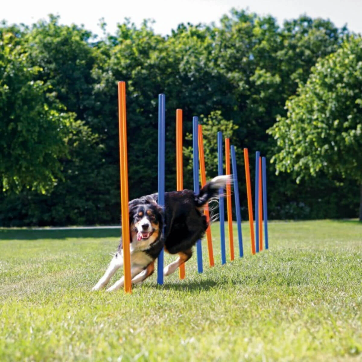 TRIXIE Behendigheid Slalom, interactief hondenspeelgoed, plastic, 115cm x 3cm, 12st, blauw/oranje