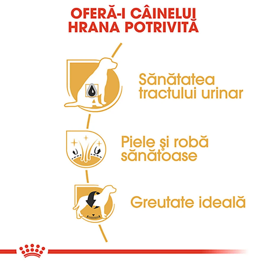 ROYAL CANIN Bichon Frise Adulto, pienso, 1,5kg