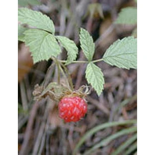MSA RUBUS IDAEUS 50ML&lt ;