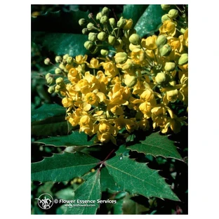 Oregon Grape Essences Californian 7.4ml
