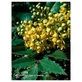Oregon Grape Essences Californian 7.4ml