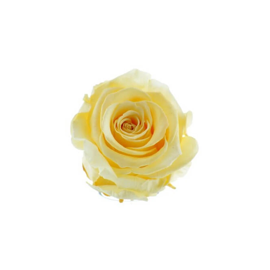 Bourgeons jaunes entiers roses 100 Gr