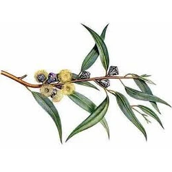 Hele eucalyptusvruchten 100 g