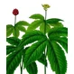 Idraste Rhizome Cut Herbal Tea 100 Gr