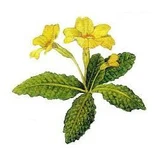 Primelblüten Schnittkräutertee 100 Gr