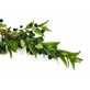 Bayas de mirto enteras 100 g para infusión