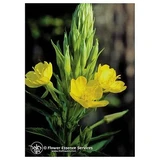 Teunisbloem 7,4ml Kalf