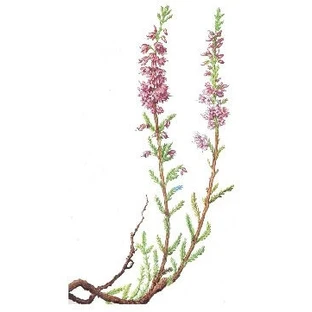  Heidebloemen voor infusie en uitwendig gebruik 100g