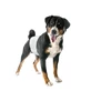 WINDELN FASC HUNDE MASC 2 12P