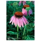 Echinacea Ess 7.4ml Kalb