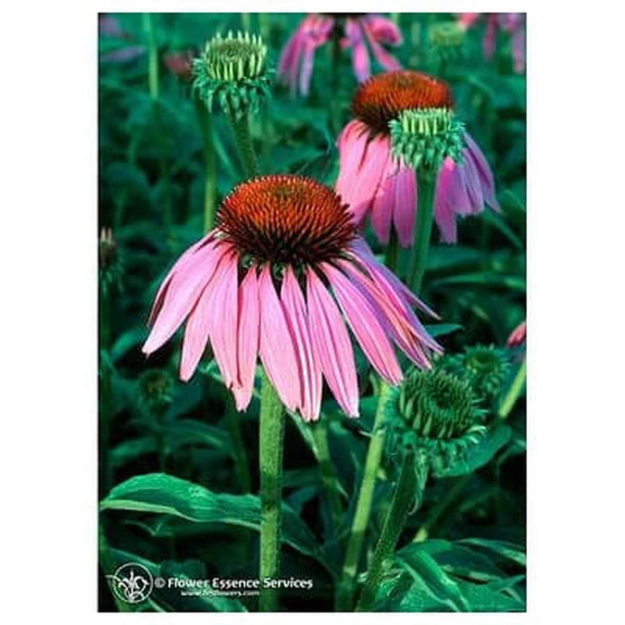 Echinacea Ess 7.4ml Kalb