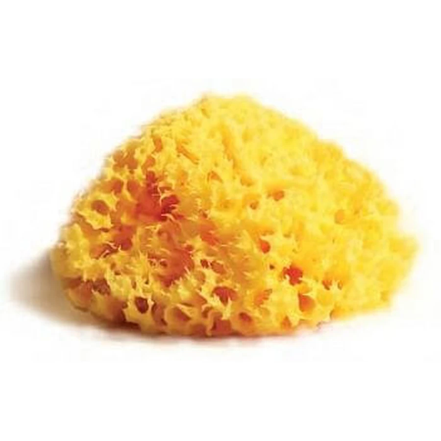 Natural Mediterranean Sponge Laboratories Athenaeums 14