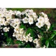 Hawthorn Ess 7.4ml