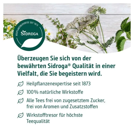 Sidroga Lady's mantle herb tea filter bag 20X1,0 g