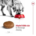 Royal Canin Maxi Adult 5+ – hrană uscată pentru câini adulți de talie mare, 4 kg