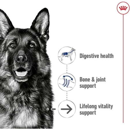 Royal Canin Maxi Ageing 8 Plus - Alimento completo para perros adultos de razas grandes mayores de 8 años, 15 kg