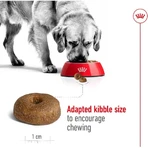 Royal Canin Maxi Ageing 8 Plus - Alimento completo para perros adultos de razas grandes mayores de 8 años, 15 kg