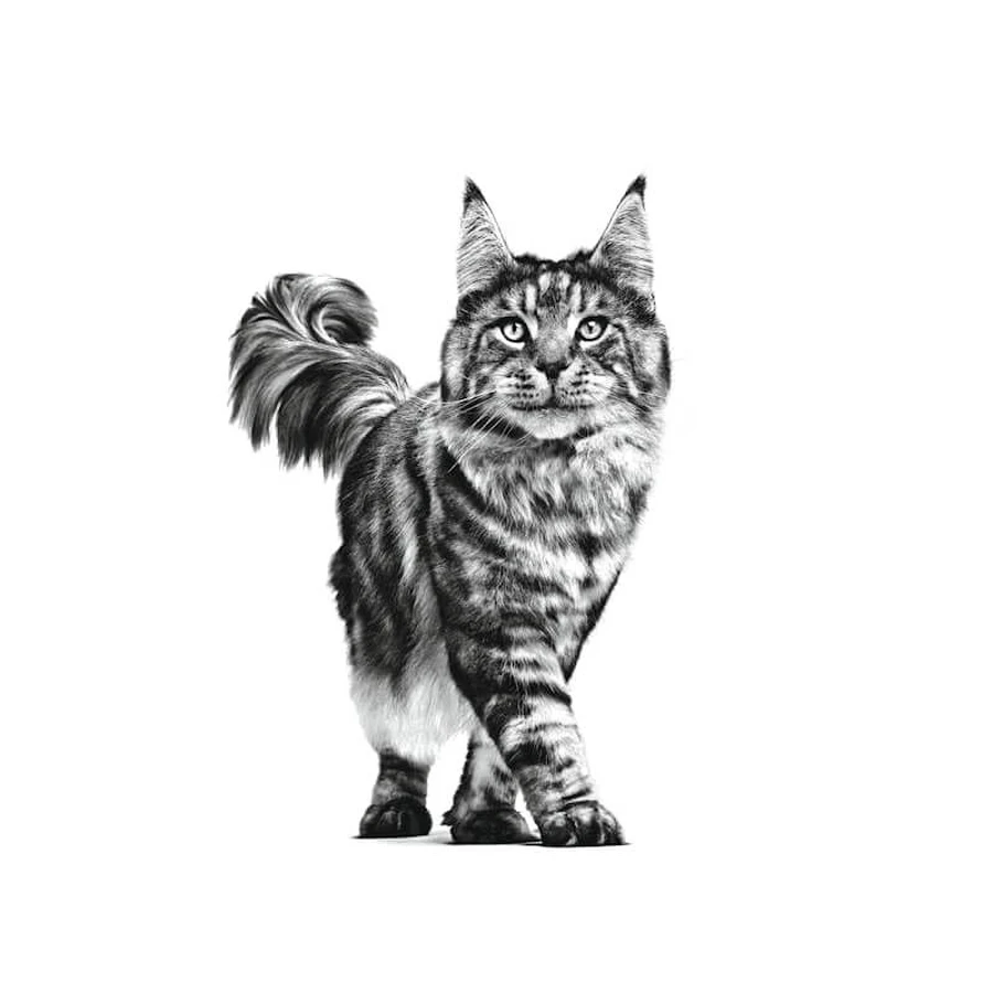 Royal Canin Urinary S-O Moderate Calorie - Complete food for cats with struvite stones, 12 pouches of 85 g each