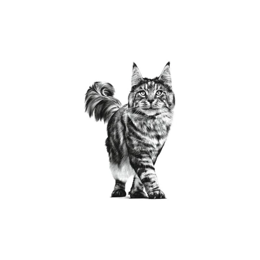 Royal canin Pill assist - alimento per gatti per facilitare la somministrazione dei farmaci 45 gr